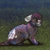 Aging Piebald [Dwarf]